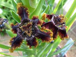 spring flowering bulbs